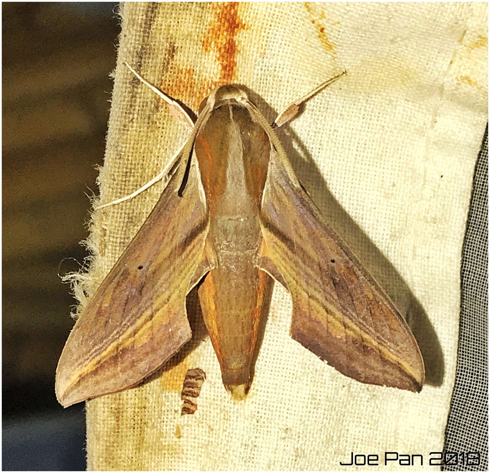 Image of Vine hawk moth