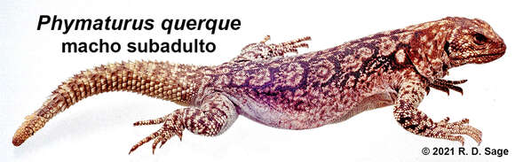 Image of Phymaturus querque Lobo, Abdala & Valdecantos 2010