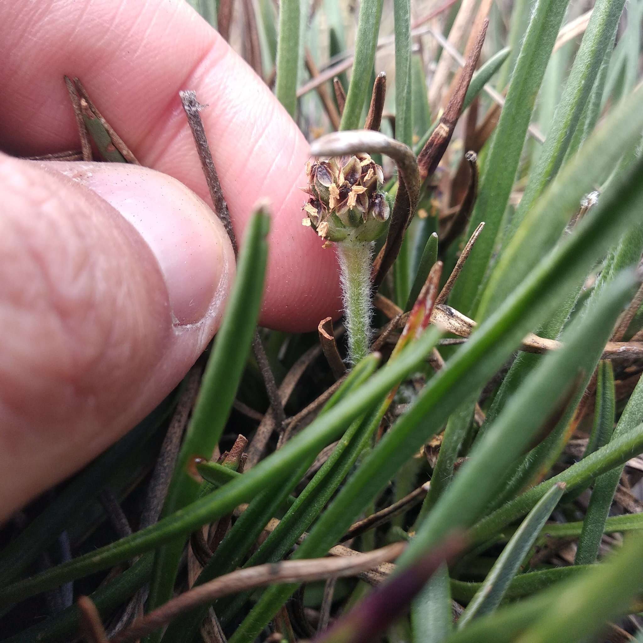 Image of Plantago tolucensis Pilg.