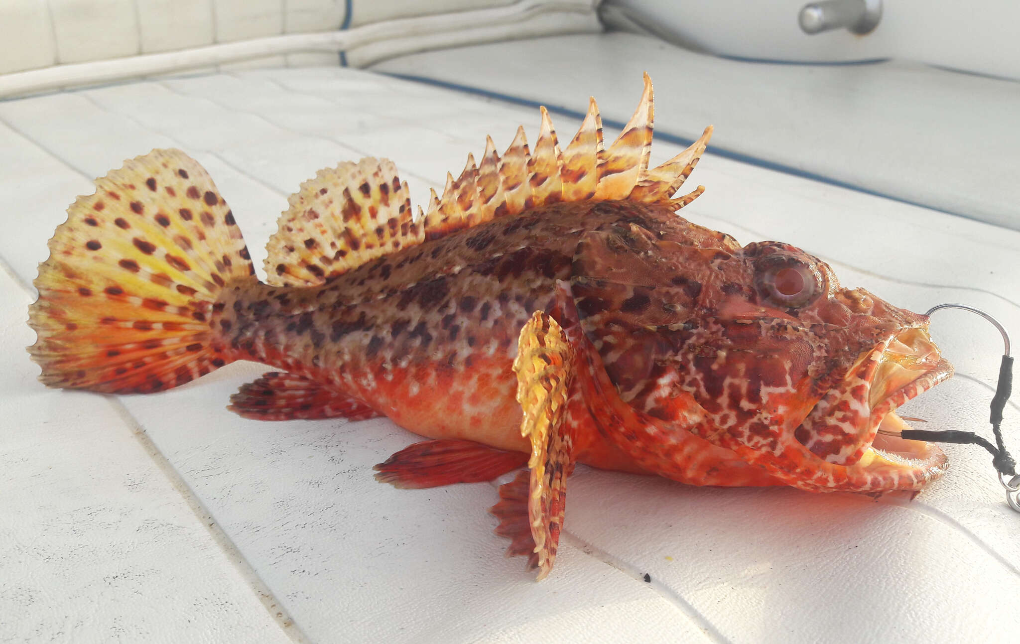 Image of Bigscale Scorpionfish