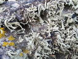 Image of Ramalina capitata (Ach.) Nyl.