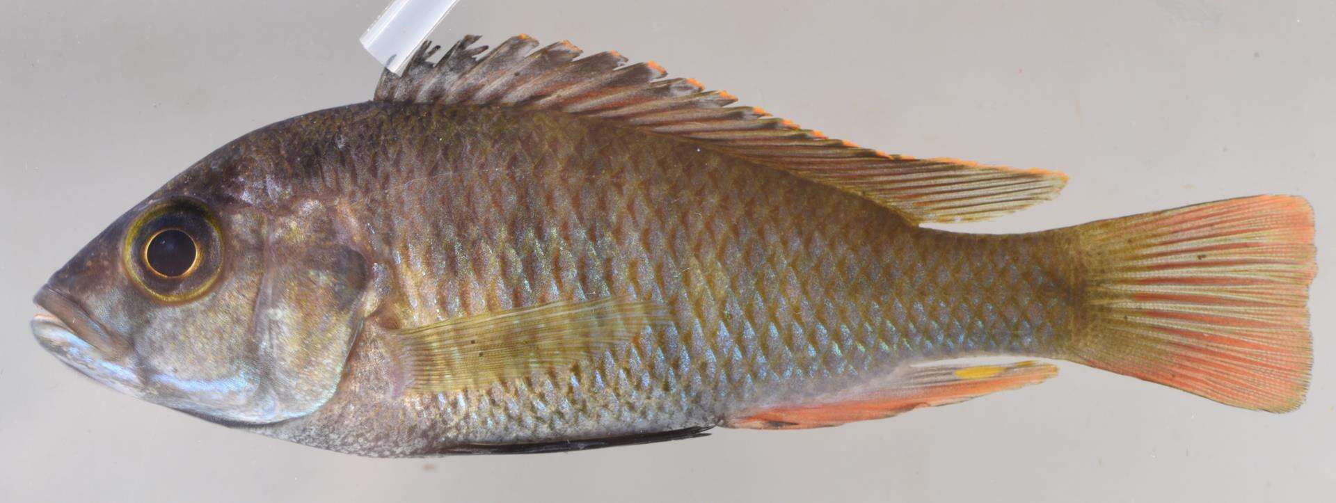 Image de Haplochromis crebridens Snoeks, de Vos, Coenen & Thys van den Audenaerde 1990