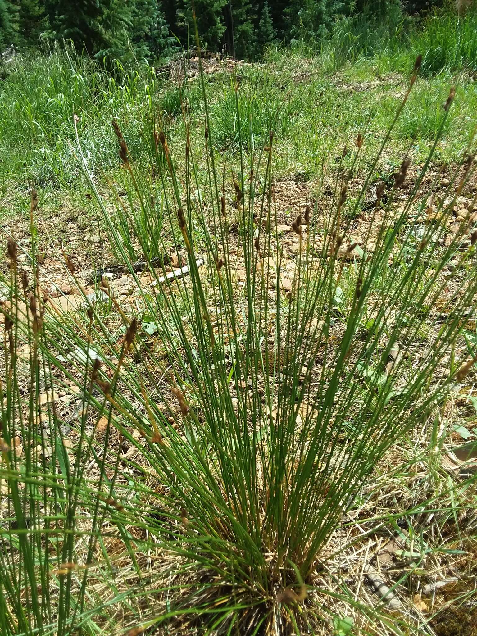 Слика од Juncus drummondii E. Mey.