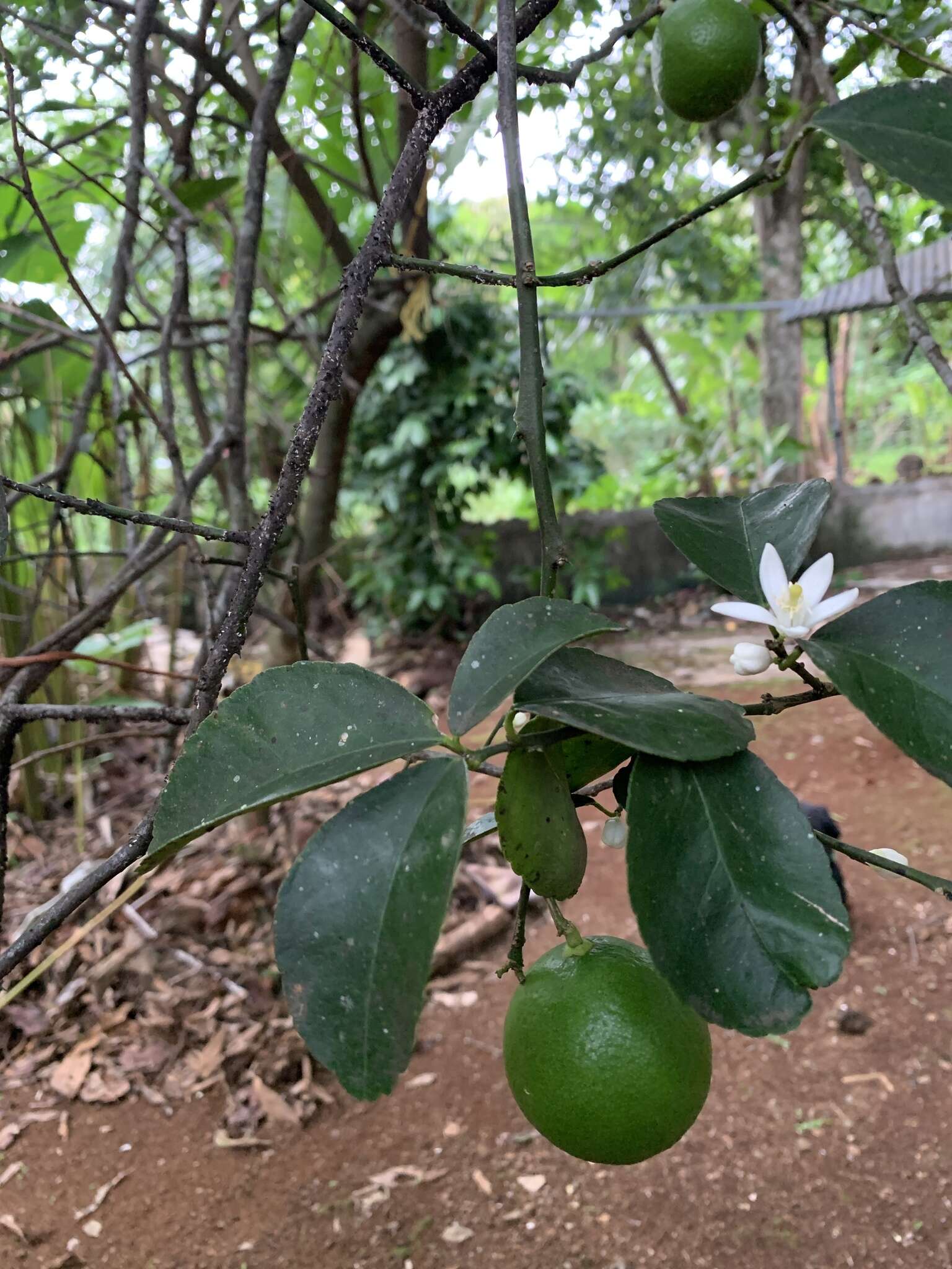 Image of key lime