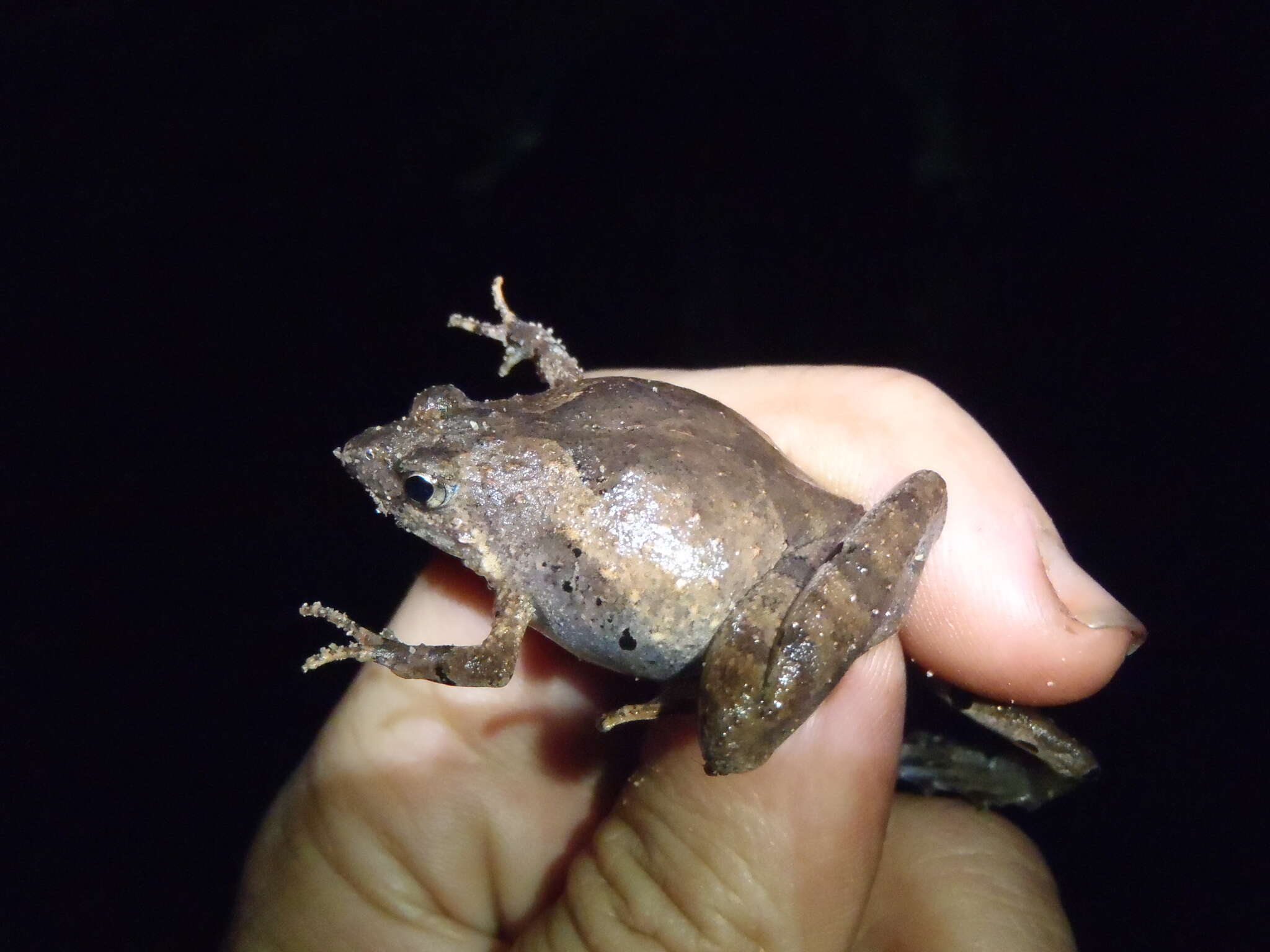 Image of Berdmore's Chorus Frog