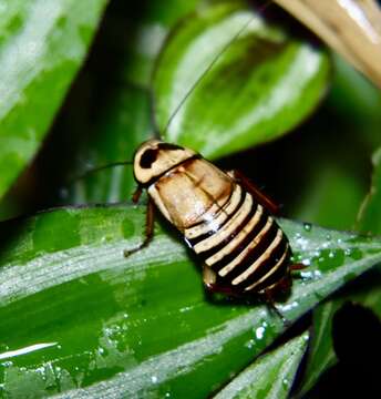 Eurycotis decipiens (Kirby & W. F. 1903)的圖片