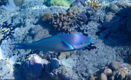 Image of Big belly Parrotfish