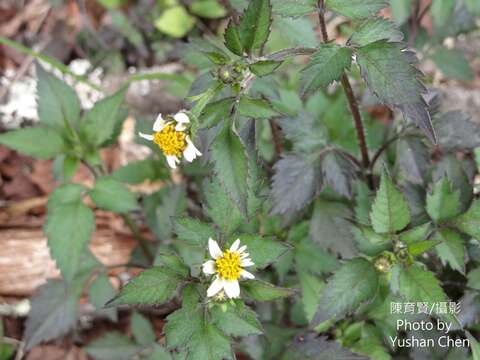 صورة Bidens pilosa var. minor (Bl.) Sherff