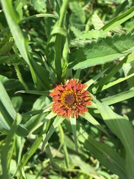 Image of Tragopogon sibiricus Ganesh.