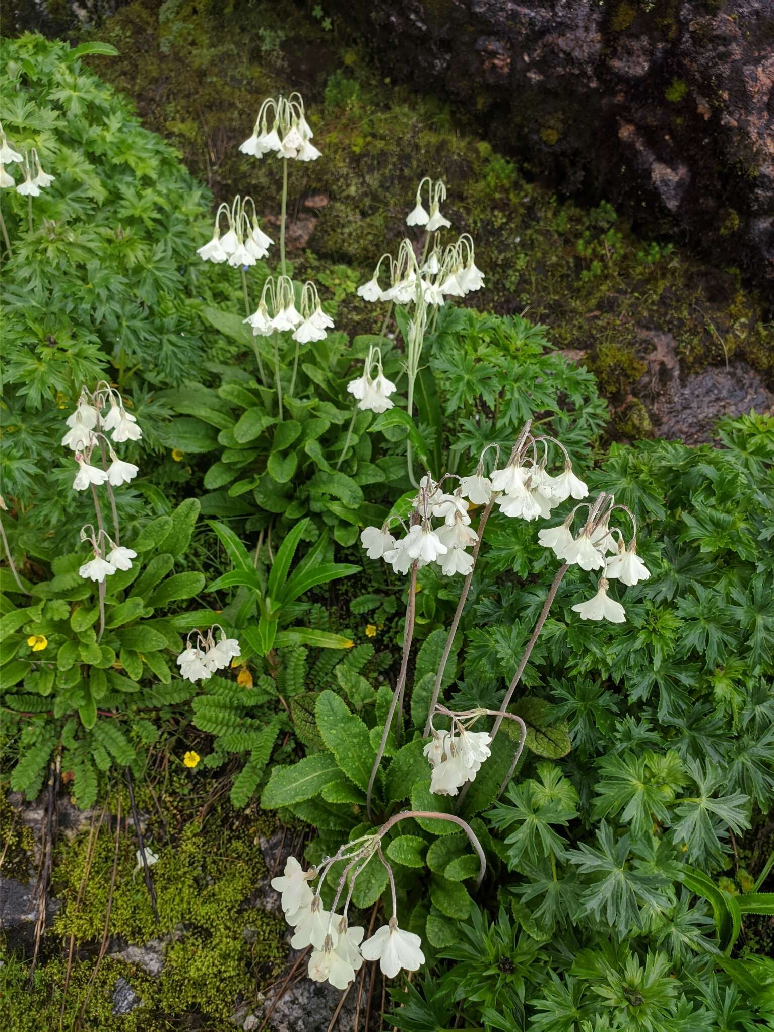 Imagem de Primula sikkimensis var. hopeana (I. B. Balf. & Cooper) W. W. Sm. & H. R. Fletcher