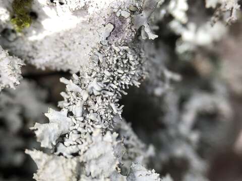 Image of parmotrema lichen