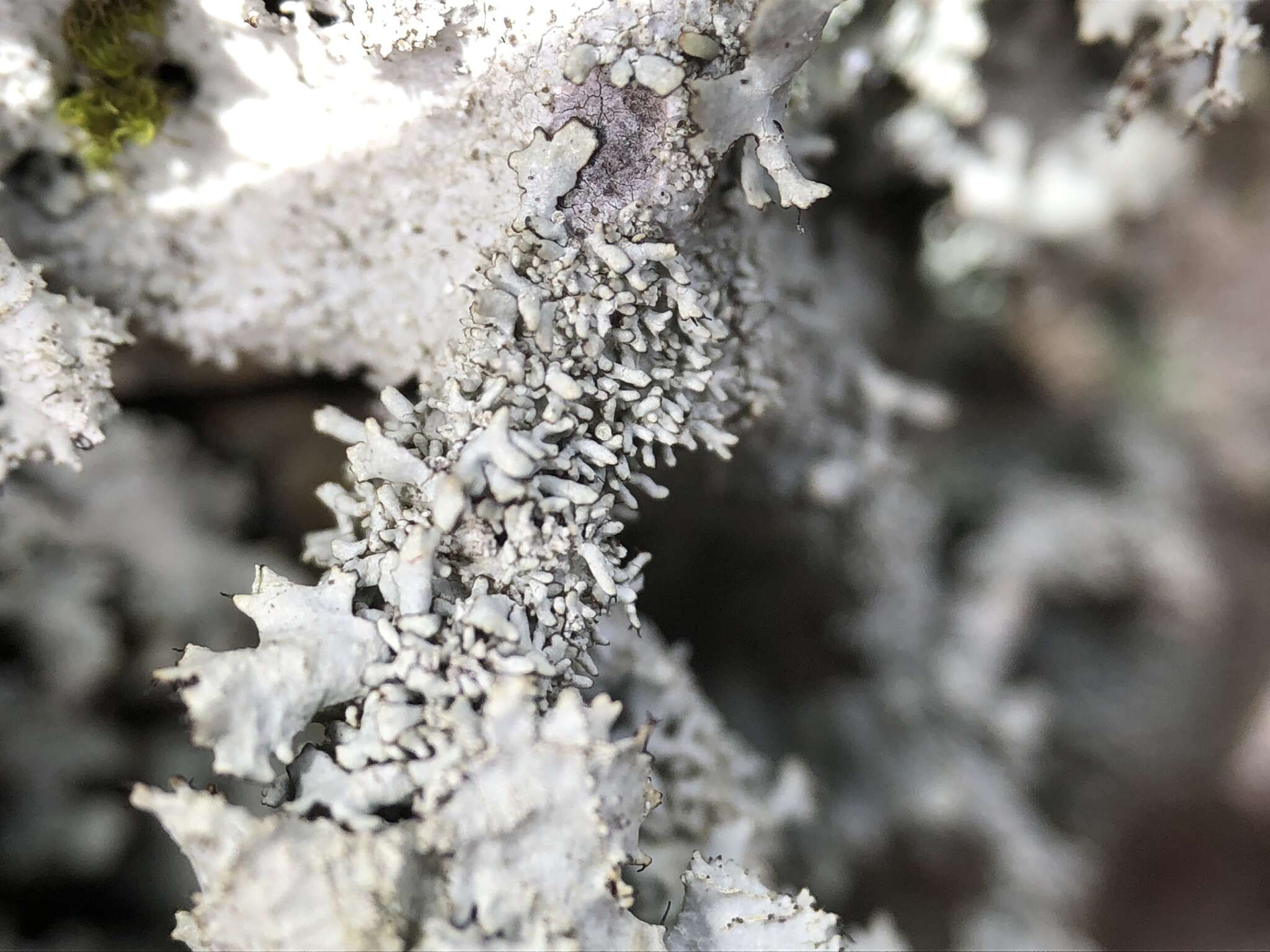 Image of parmotrema lichen