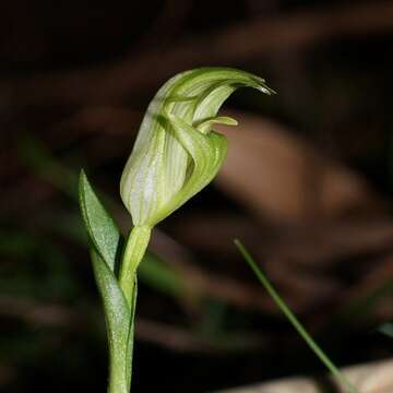 Image of Alpine greenhood