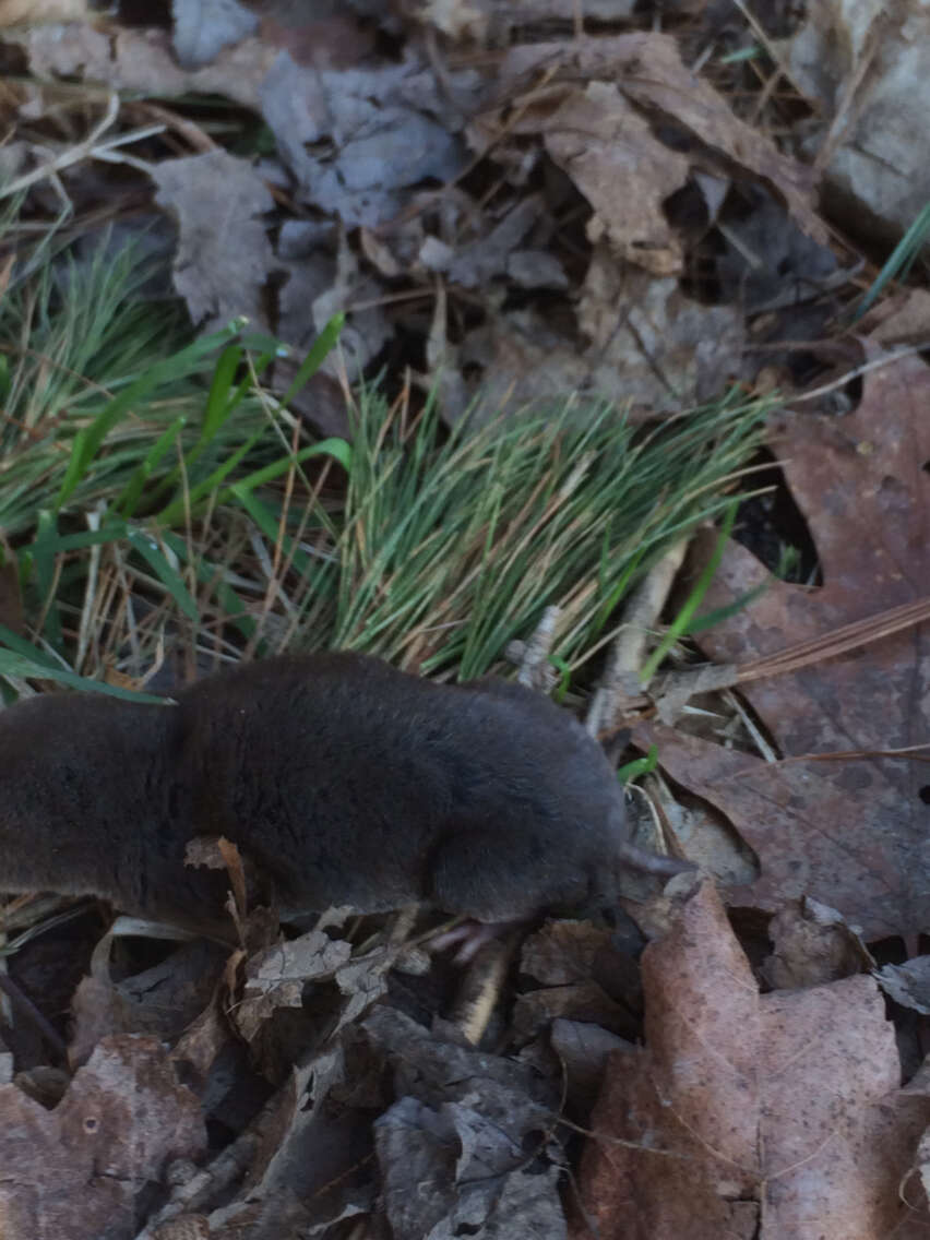 Image of American short-tailed shrew