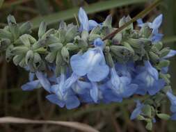 Image of azure blue sage