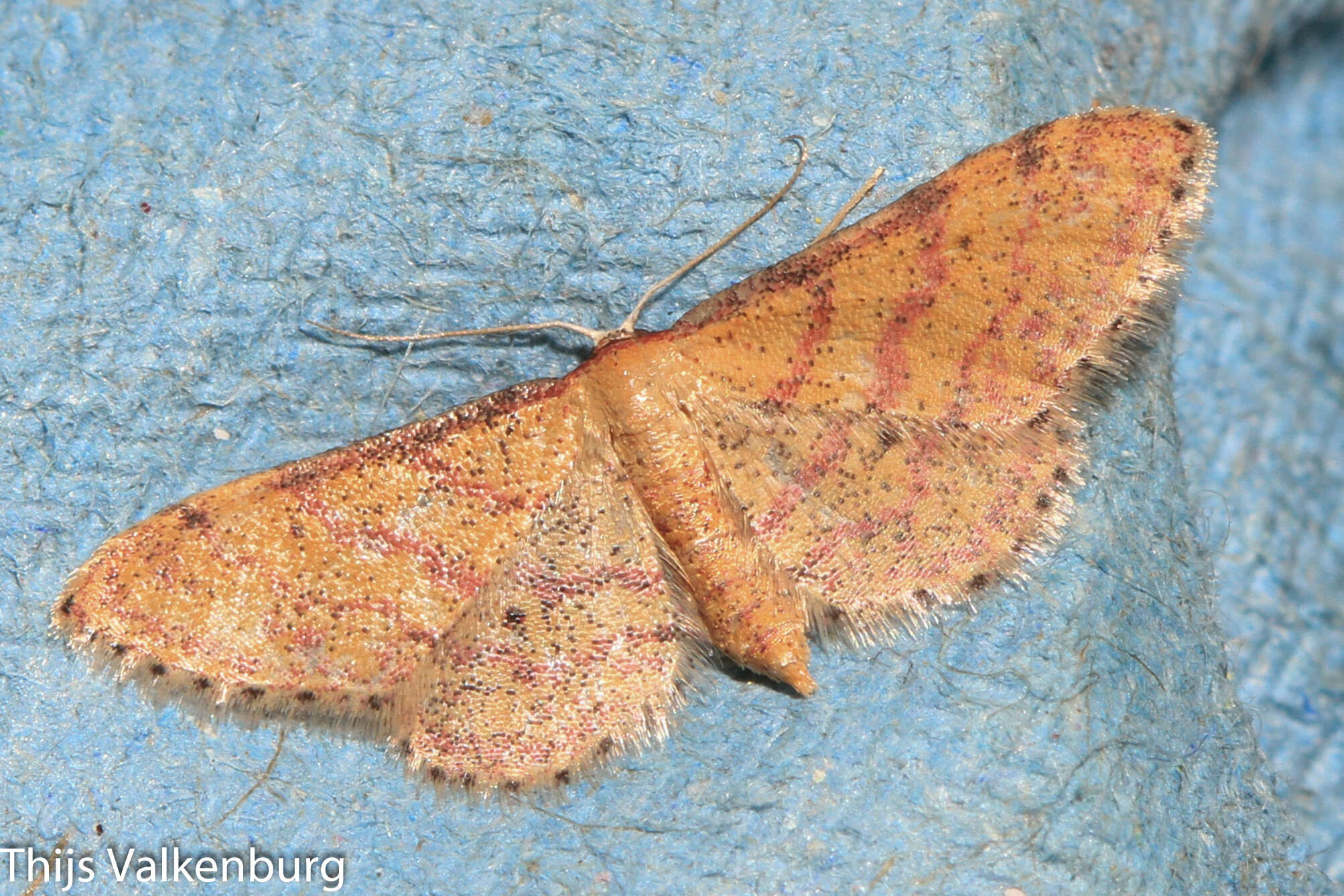 Image of Idaea rhodogrammaria Püngeler 1913