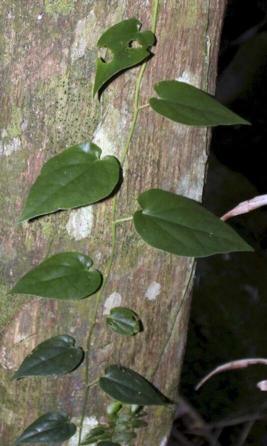 Plancia ëd Piper hederaceum (Miq.) C. DC.