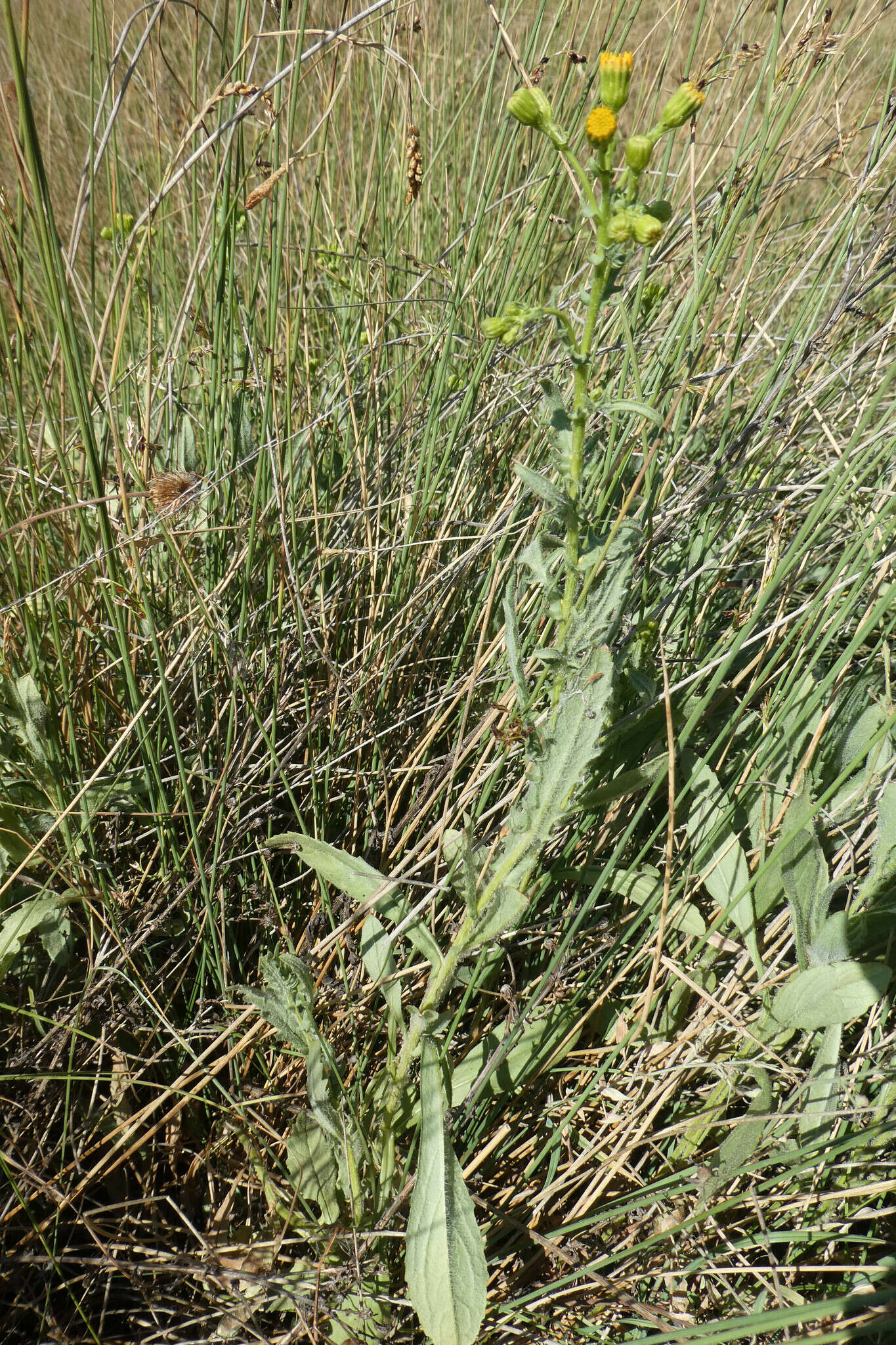 Image of Senecio carpetanus Boiss. & Reut.