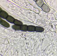 Plancia ëd Preussia dubia (S. I. Ahmed & Cain) Kruys 2009