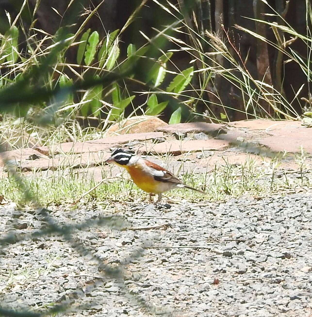 Image of African Golden-breasted Bunting