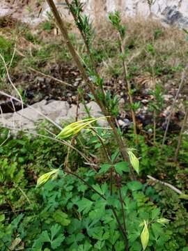 Image of longspur columbine