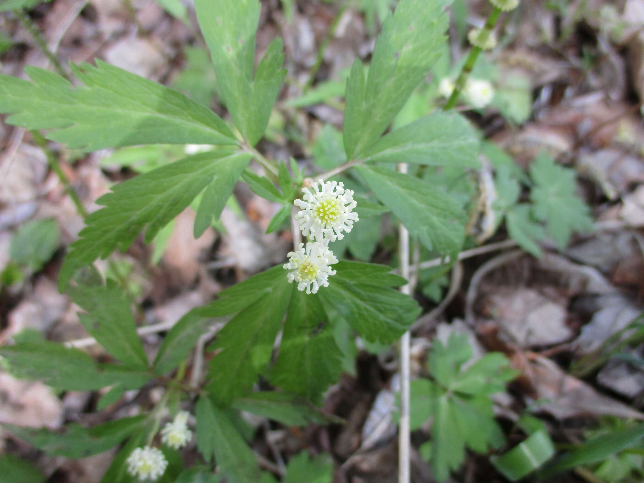 صورة Anemone reflexa Steph. & Willd.