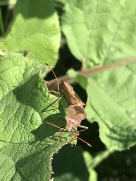 Image of Coreus marginatus marginatus (Linnaeus 1758)