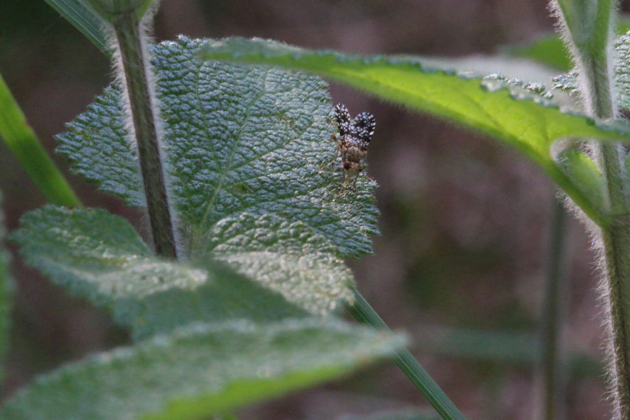 Image of Trypetoptera punctulata (Scopoli 1763)