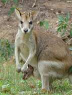 Image of Agile Wallaby