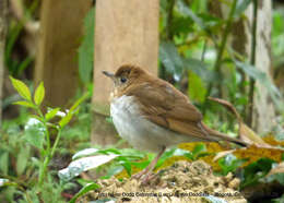 Image of Catharus fuscescens salicicola (Ridgway 1882)