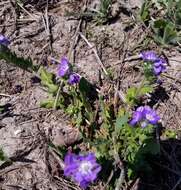 Phacelia austrotexana (J. A. Moyer) B. L. Turner的圖片