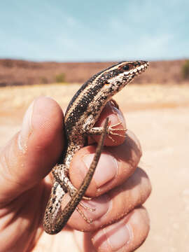 Image of Kalahari Tree Skink