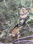 Image of Limenitis archippus archippus