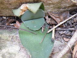 Imagem de Haemanthus humilis Jacq.