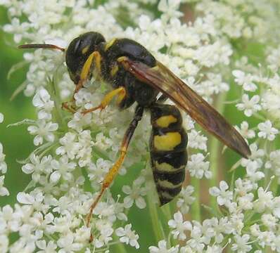 Image of Philanthus sanbornii Cresson 1865