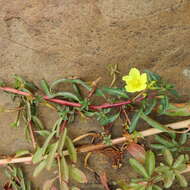 Image of Creeping ludwigia