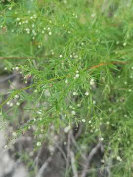 Image of Asperula purpurea (L.) Ehrend.