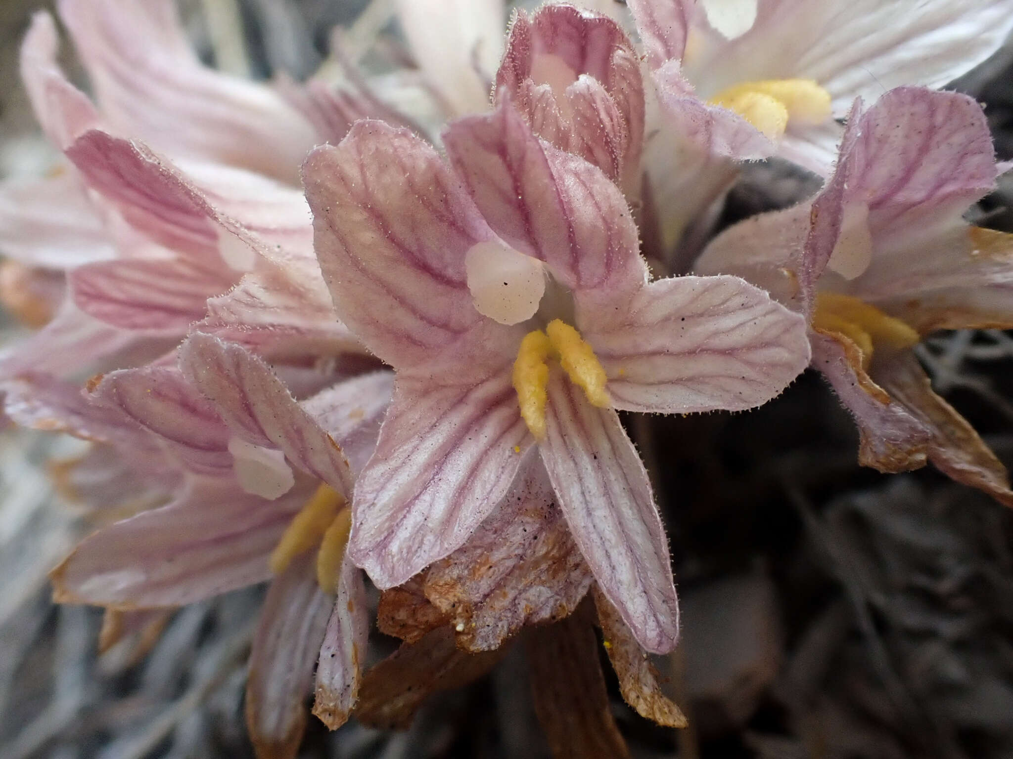 Imagem de Aphyllon californicum subsp. grande (Heckard) A. C. Schneid.