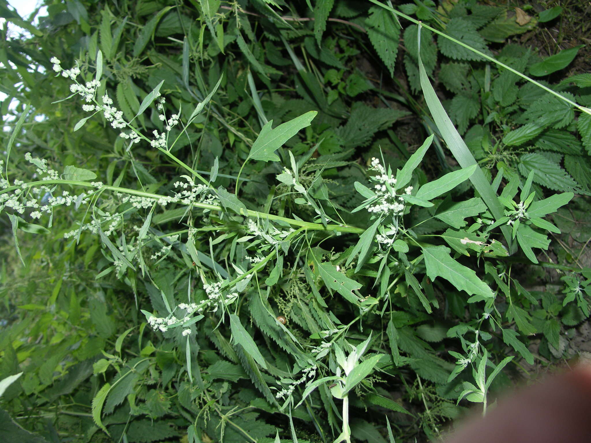 Image of fig-leaved goosefoot