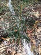 Image of Cycad