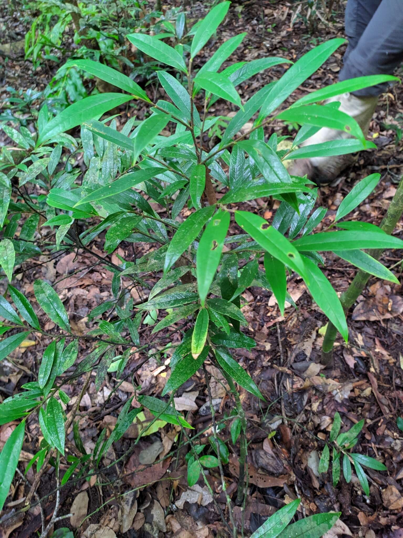 Image of Anaxagorea javanica Blume