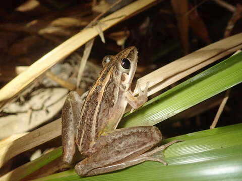 Imagem de Litoria nasuta (Gray 1842)