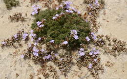 Image of Limonium kraussianum (Buchinger ex Boiss.) Kuntze