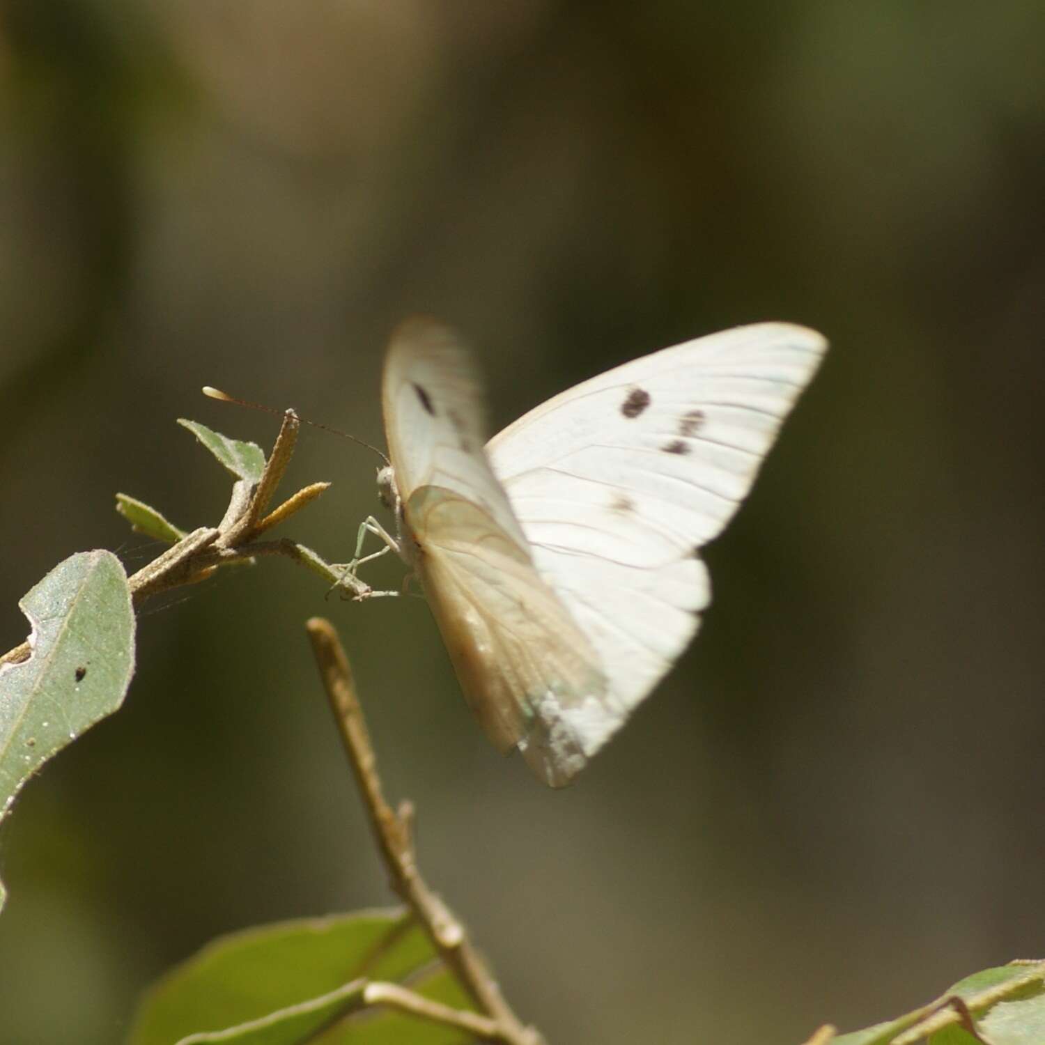 Image of Giant White