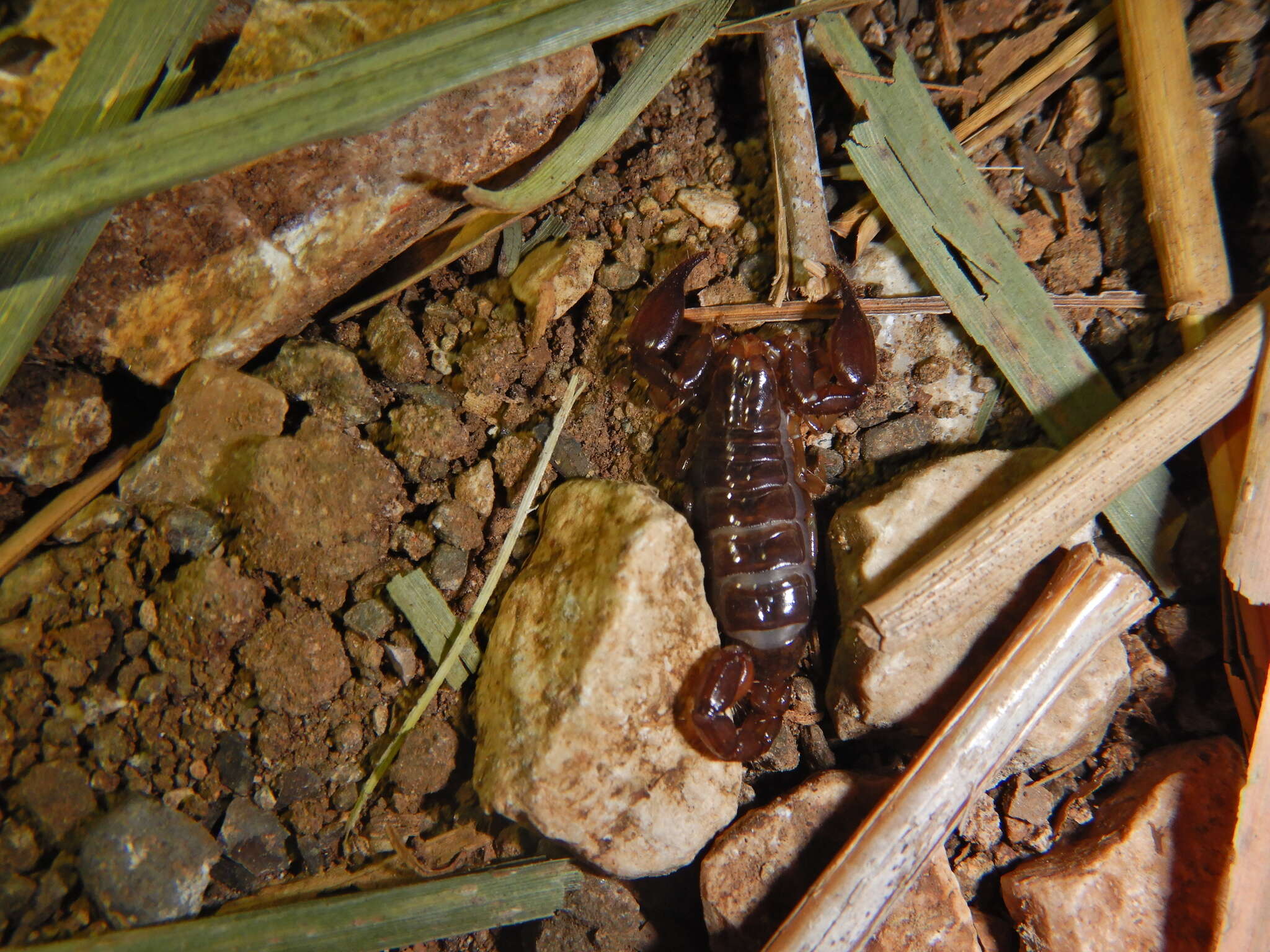 Image of Didymocentrus krausi Francke 1978