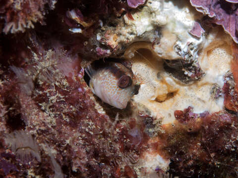 Image of Ringneck Blenny