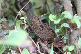 Image of Long-billed Wren-Babbler