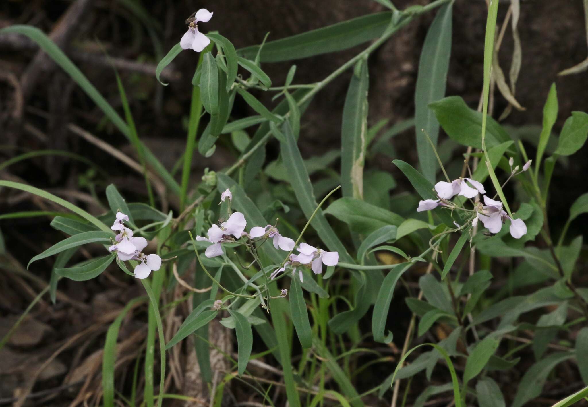 Plancia ëd Hesperidanthus linearifolius (A. Gray) Rydb.