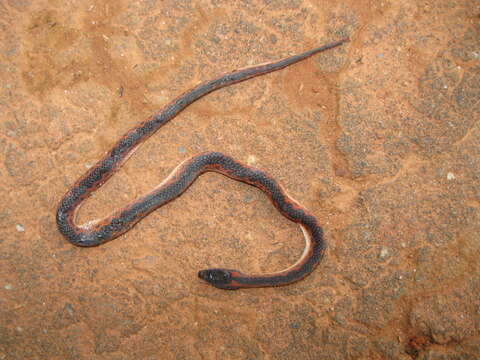 Image of Jensen's Ground Snake