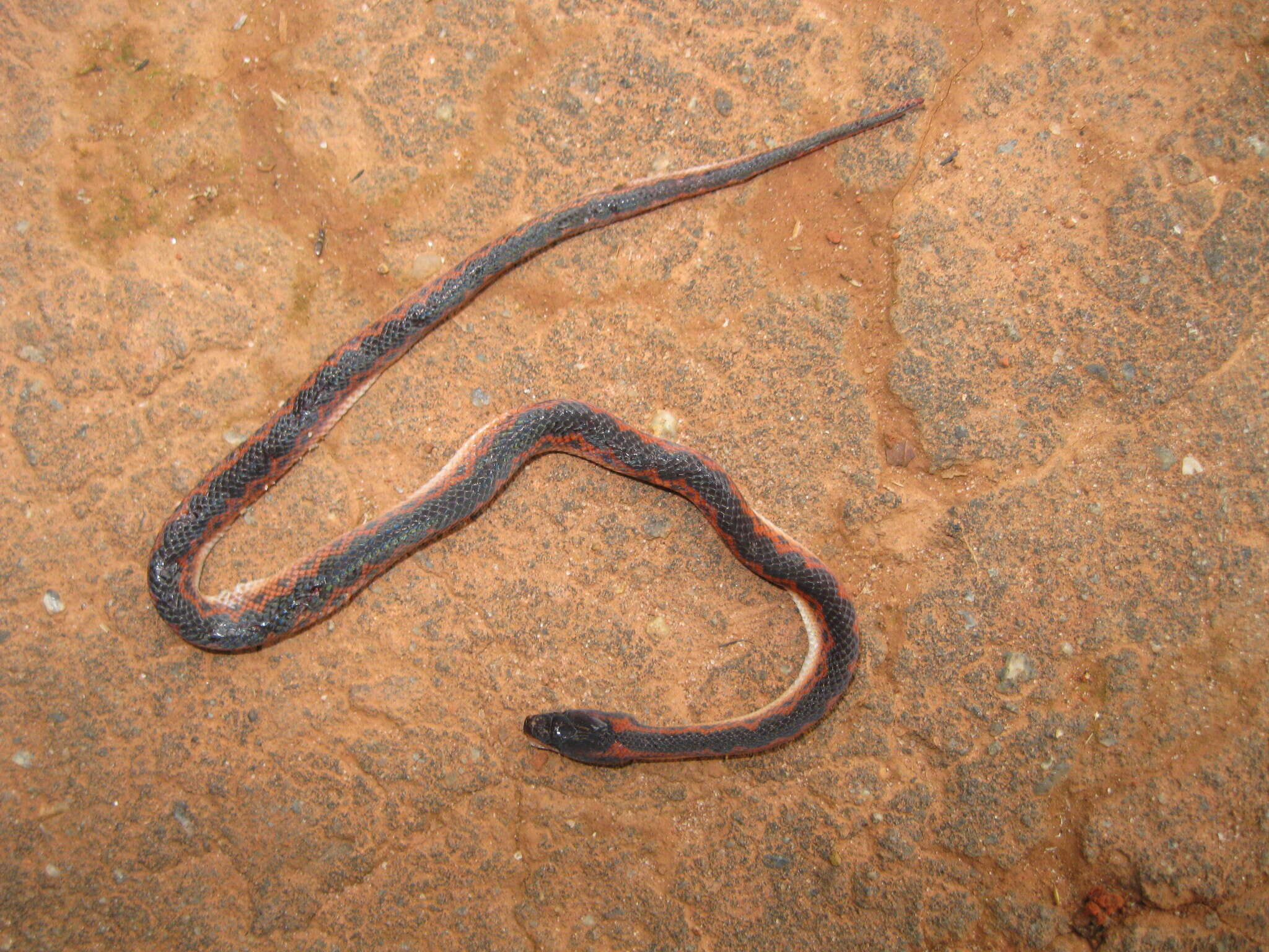 Plancia ëd Xenopholis undulatus (Jensen 1900)